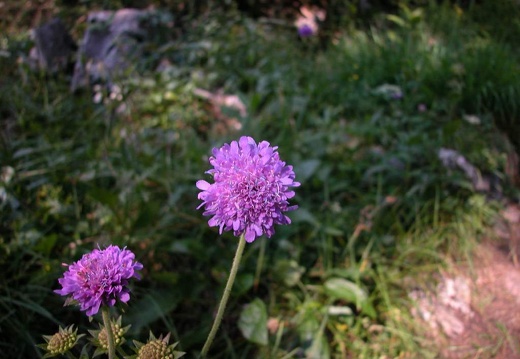 DSCN1630