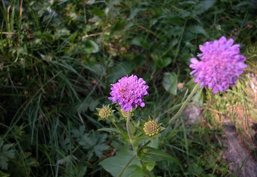 DSCN1631