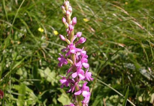 DSCN1634