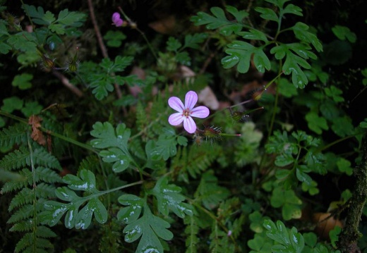 DSCN1667