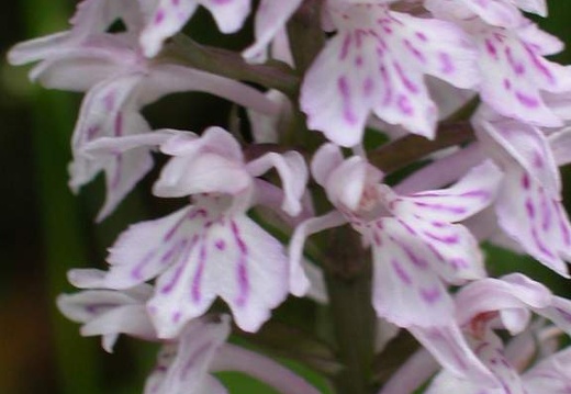 DSCN2823
