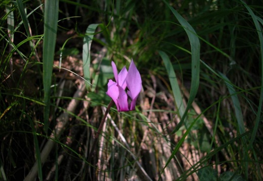 DSCN2976