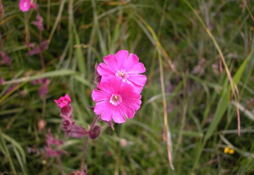 DSCN3024