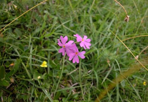 DSCN4349