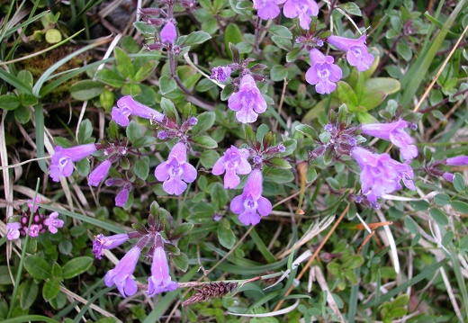 DSCN4374