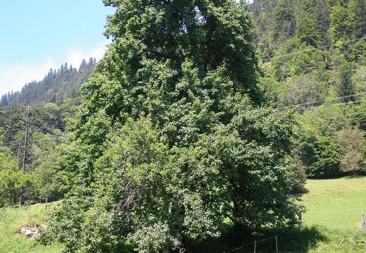 DSCN4435