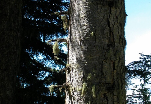 DSCN4453
