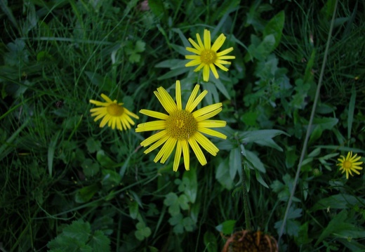 DSCN4532