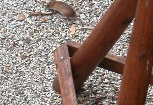 DSCN4011