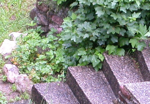 DSCN4012