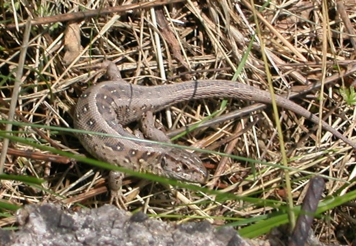 DSCN4061