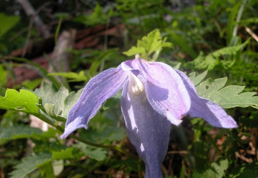 DSCN5674