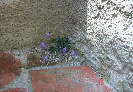 DSCN5746