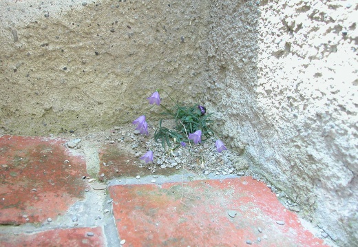DSCN5747