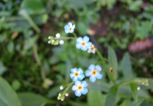 DSCN6196
