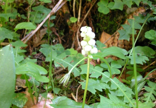 DSCN6201