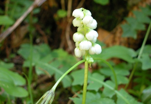 DSCN6202
