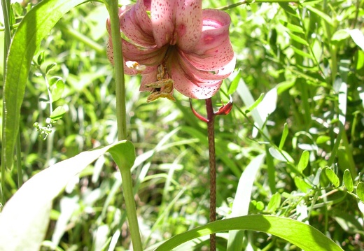 DSCN6223