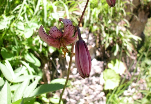 DSCN6225