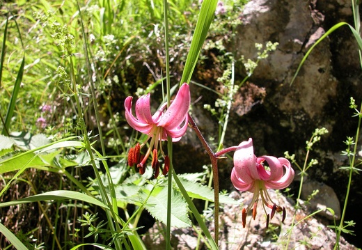 DSCN6226