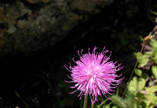 DSCN6229