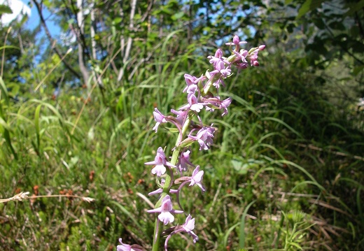 DSCN6267