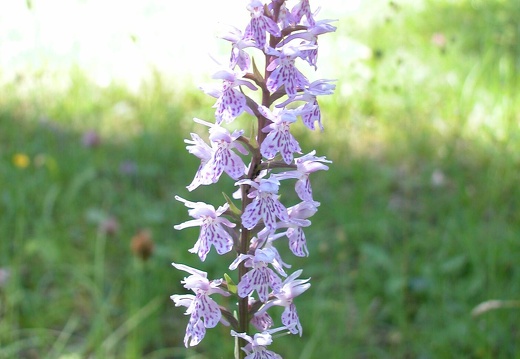 DSCN6278