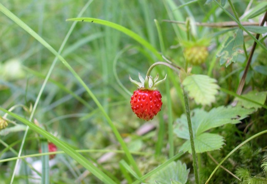 DSCN6279