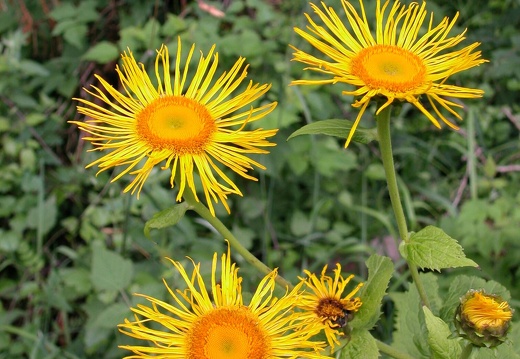 DSCN6340