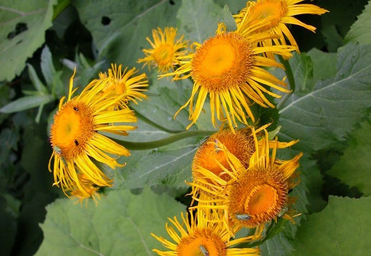 DSCN6348