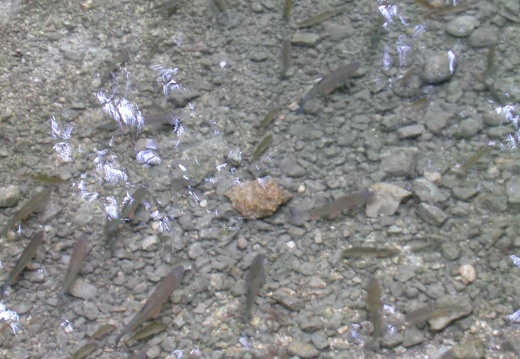 DSCN6362