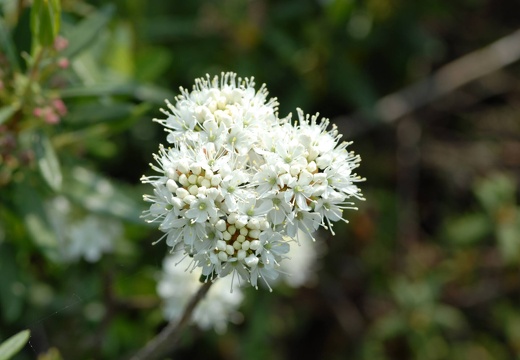 DSC 2607