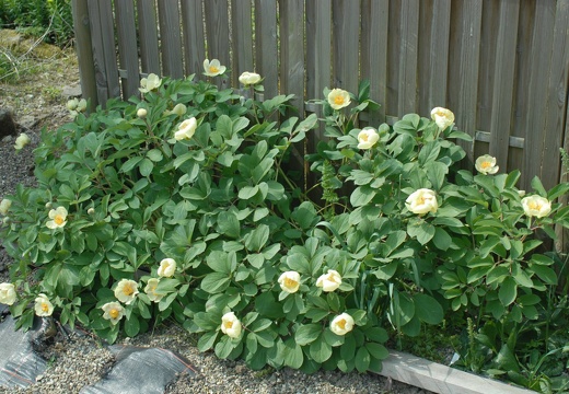 DSC 2756