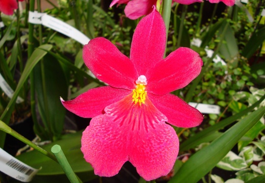 DSC00558