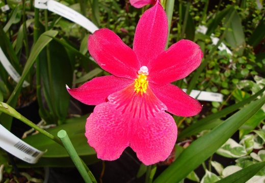 DSC00559