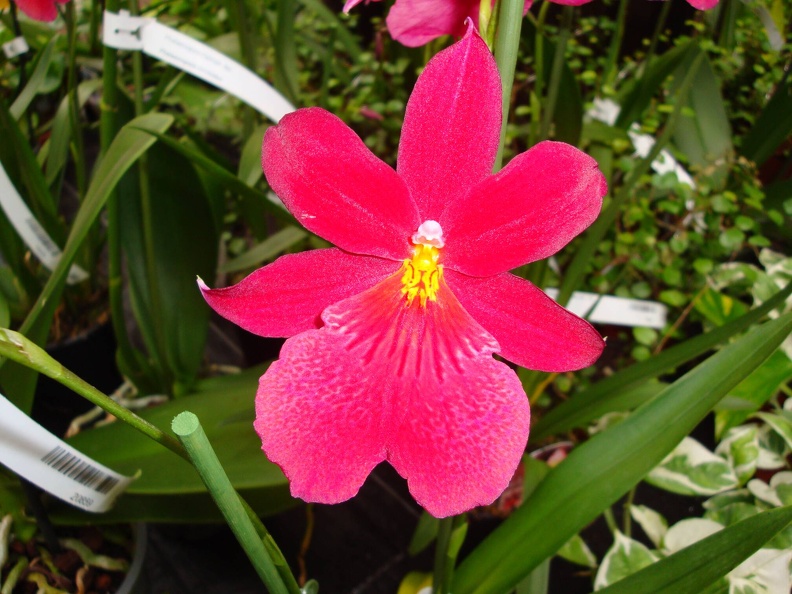 DSC00559.JPG