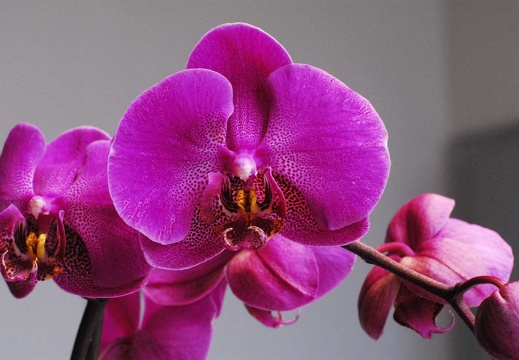 OrchideeSteffi1