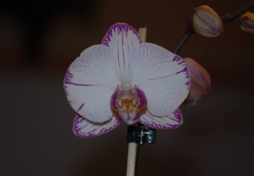 DSC 1067