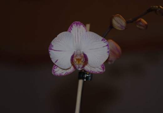 DSC 1070