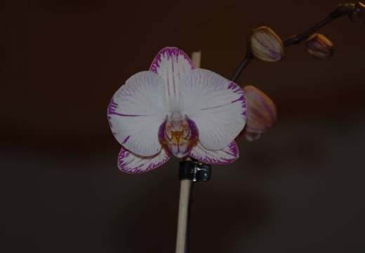 DSC 1072