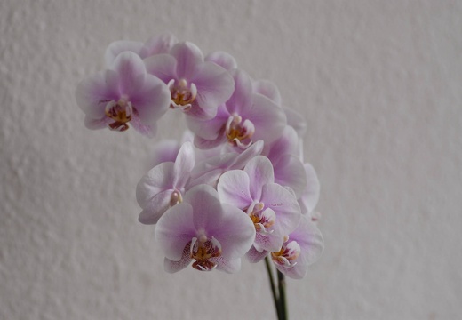 DSC 5502