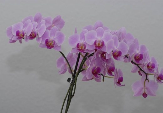 DSC 5510
