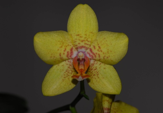 DSC 8775