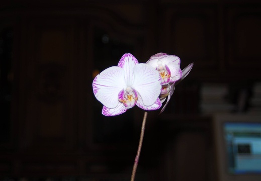 DSC 9255