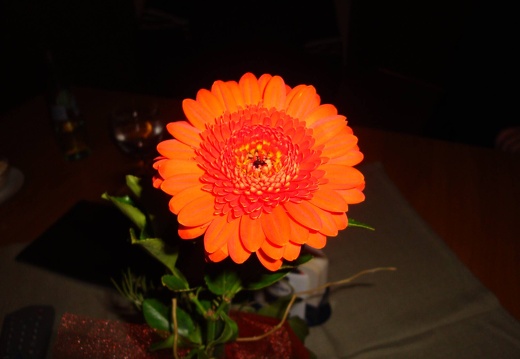 DSC00225
