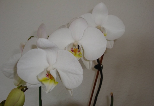 DSC00320