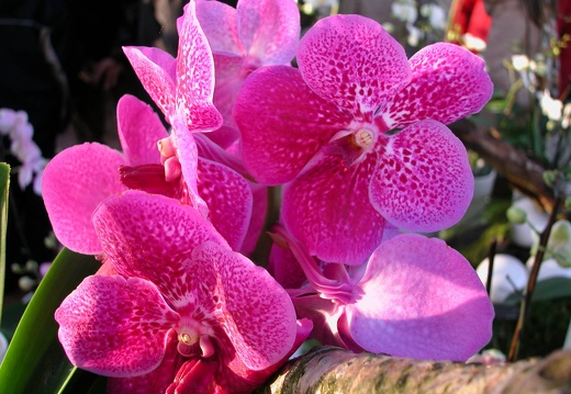 DSCN0050