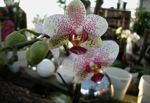 DSCN0056