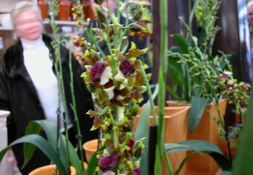 DSCN0063