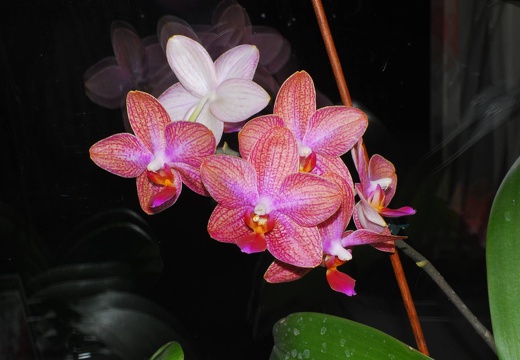 DSD 4929